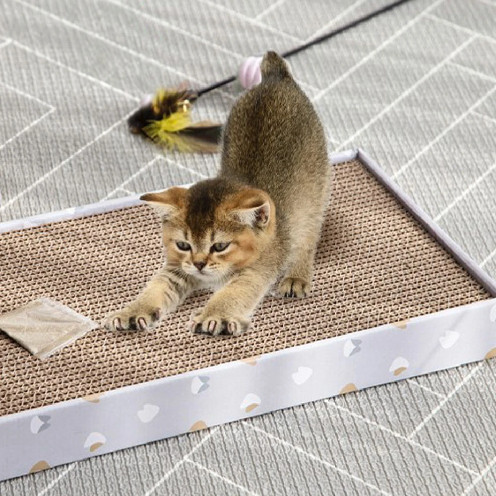 펫트리움 평판형 스크래쳐 5개입